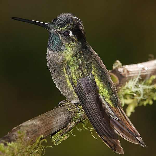 Notice the bill of the Hummingbird in this photo. It is the birds tongue that it uses for drinking nectar from flowers.