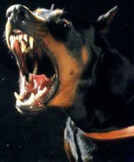 As every Letter Carrier knows, a rather savage form of American Football can be played using a Miniature Doberman Pinscher rather than the traditional pigskin.