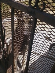 This dog has been put behind bars 10 to life for attempted mailman mauling, with no possibility of parole!