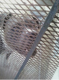 This desperate, deranged killer is the unfortunate cellmate of the German Shepherd above. Don't be deceived by his meek, remorseful expression!