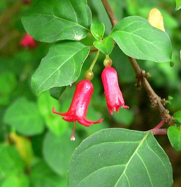 File:Fuchsia michoacanensis 2. jpg Attribution: Stan Shebs June 2005 San Francisco Botanical Garden GFDL/CC-BY-SA-3.01/CC-BY-SA-2.5