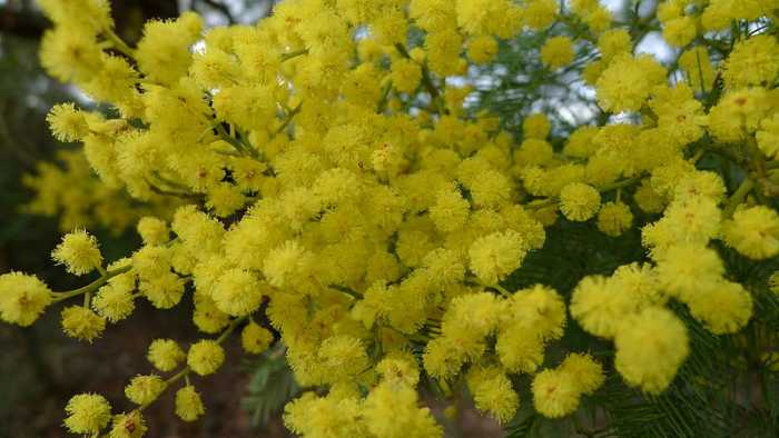 File: Acacia decurren flowers1.jpb Author: John Tann 24, July 2011, 11:30 Creative Commons Attribution Share-Alike 2.0 Generic