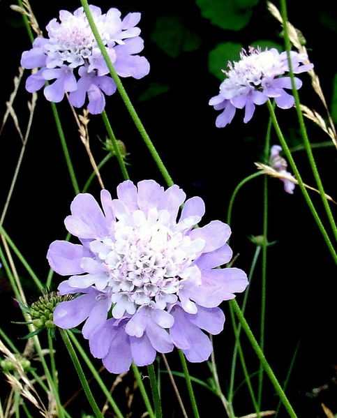 File:Scabious-geograph.org.uk-544069.jpg 1 September 2007 Author: Gwen and James Anderson 00:30, 6 February 2011 CC_BY-SA-2.0 Grid No5735 Scabiousa Columbia Geograph British Isles project