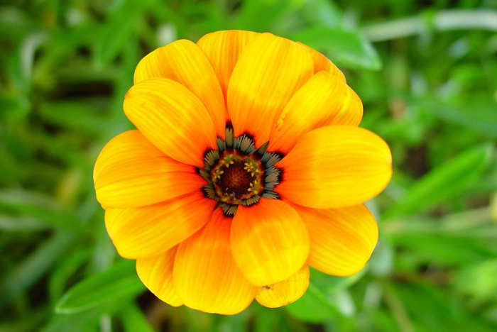 File:Marigold (1).jpg. Author: Leon Brooks 03:29, 1 March 2013