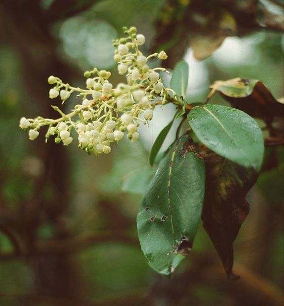 File:Arbutus menziesii 2.jp. 8 April 1996 Author: Franz Xaver CFDL, cc-by-sa
