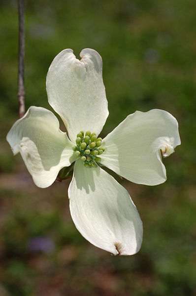 File:Flowering Dogwood Cornus florida Flower 2000px.JPG Author: Derek Ramsey (Aam-Man) Mt. Cuba Center 03:49, 4 May 2007 CC-BY-SA-2.5, 2.0,1.0