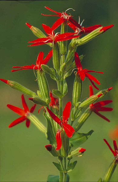 File:Royal catchfly plant flower silene regia.jpg Author: Dr. Thomas G. Barnes, US Fish and Wildlife Service 08:39, 28 February 2013