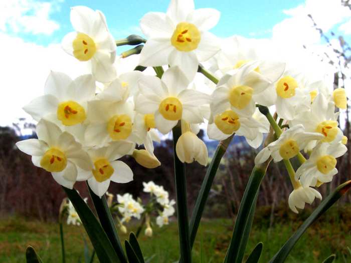File:Jonquil-flowers.jpg CC-BY-SA-3.0-migrated-with-disclaimers GFDL-en Author: Fir0002 2004-09-12 06:01