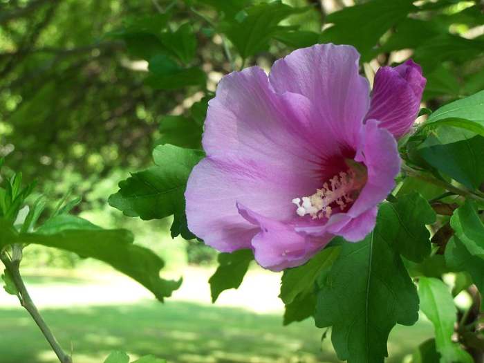 File:Rose of Sharon.JPG Author: Tiffany825 23.32, 5 August 2010 CC-BY-3.0