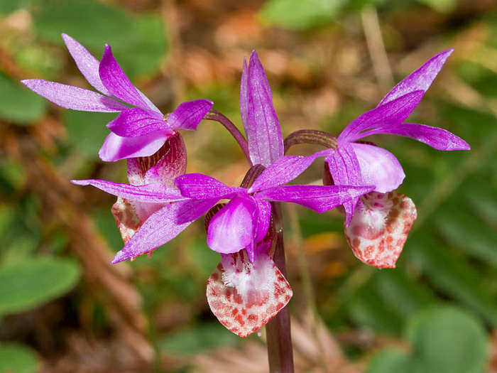 File:Calypso bulbosa-Flickr 005.jpg 6 April 2012, 15:22 Author: Bill Bouton CC-BY-SA-2.0