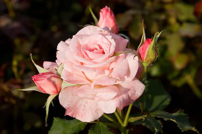 File:Bridalpink -morwell rose garden.jpg "Fir0002/Flagstaffotos" 06:58, August 2007 CC-BY-NC