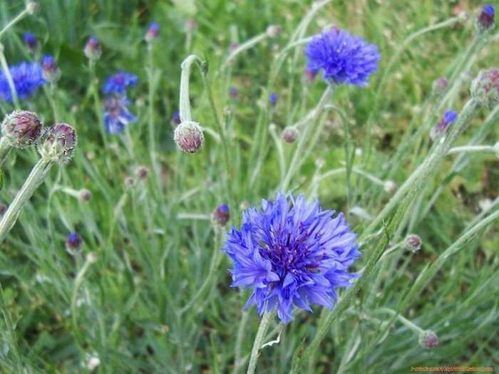 File:Centaurea cyanus 04. JPG Author: Sanja565658 Creative Commons Attribution - Share Alike 3.0 Unported