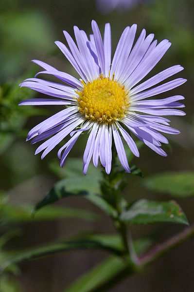 File:Aster novae-angliae.jpg by Brian Arthur Original uploader Hugowolf via en.wikipedia Creative Commons Attribution - Share Alike 3.0 Unported
