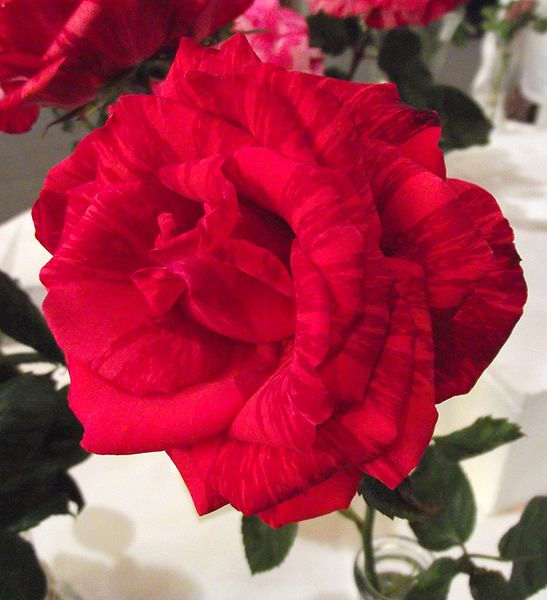 File: Rosaredintuition.jpb Rosa "Red Intuition' at the San Diego County Fair, California, USA Author: Stickpen 16, June 2010