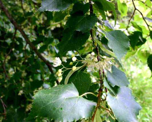 File:Tilia-cordata2.JPG JoJan Creative Commons Attribution-Share Alike 3.0 Unported