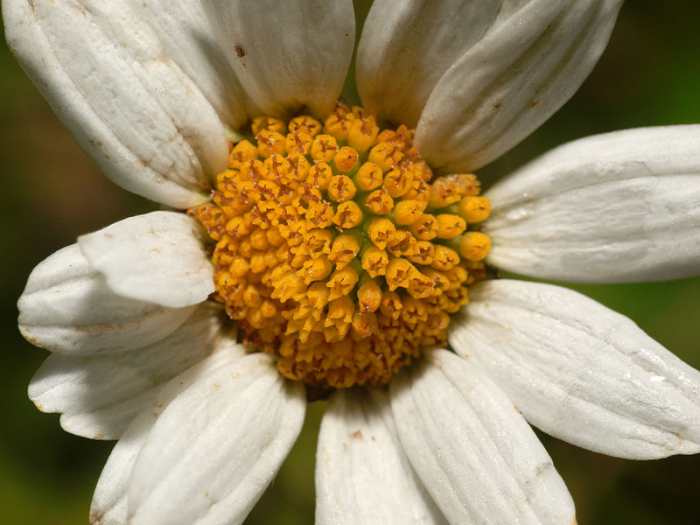 File:4daisy2a (8210105008).jpg Author: psyberartist CC-BY-2.0