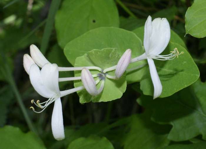 File:Lonicera caprifolium RF.jpg 23 May 2009 Author: Robert Flogaus-Faust CC-BY-3.0