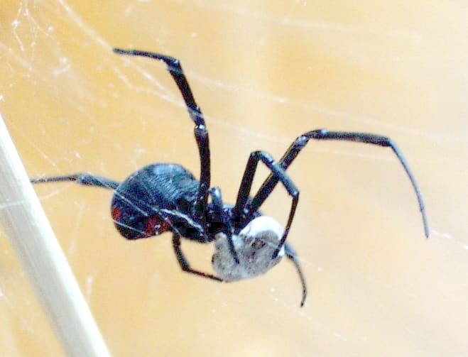 Black Widow Spider With Insect Wrapped in Silk. Widow webs are often three dimensional and chaotic in structure.