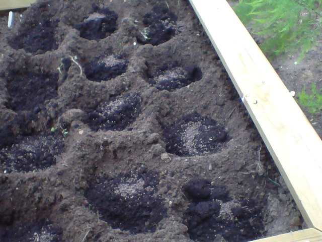 I did holes here instead of trenches with compost and chicken pellets then mix them all up before planting the cabbage