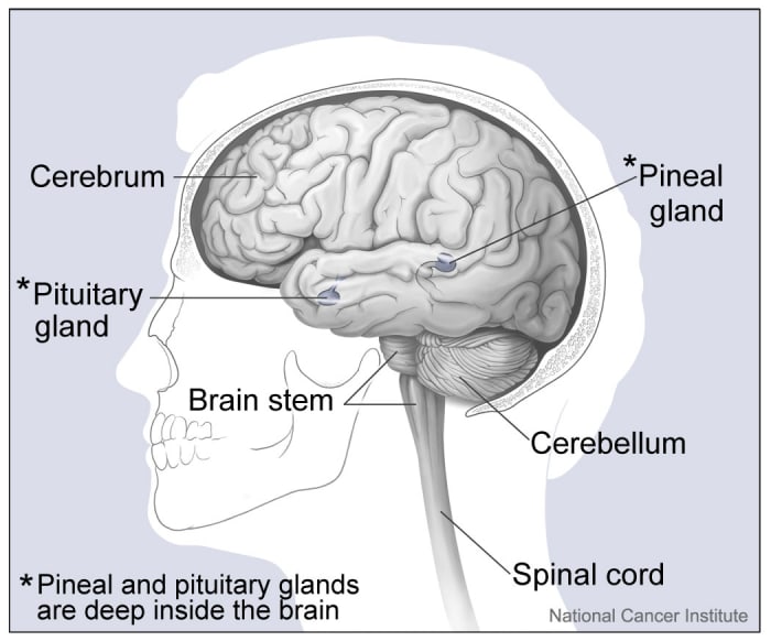 The pineal gland is the size of a pea