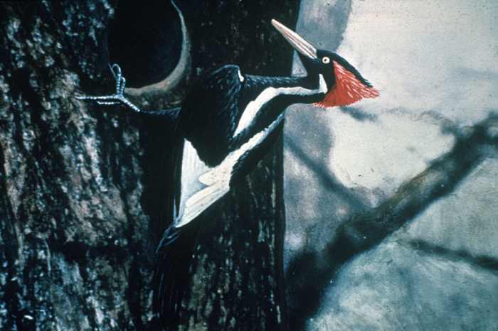 A hand-coloured photograph of a male Ivory-Billed Woodpecker, published in 1935.