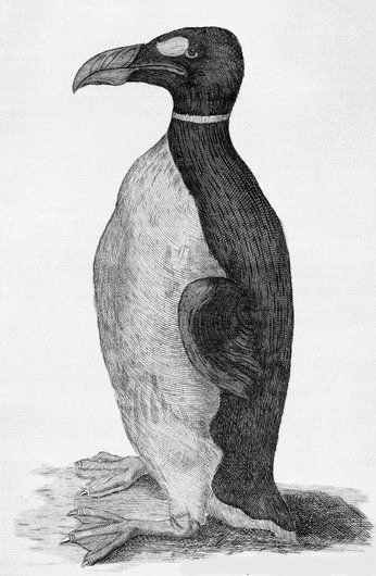 Only known illustration of a Great Auk drawn from life, Ole Worm's pet received from the Faroe Islands (1655)