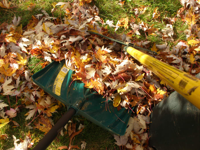 Use the shovel as a dustbin and the rake as a broom to pick up the leaves off the ground.