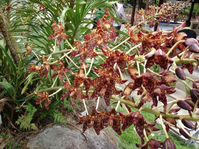 Tiger Orchid blooms at Poring Hot Spring in Sabah, Malaysia. This species has more bright red spot over the yellow colored flowers