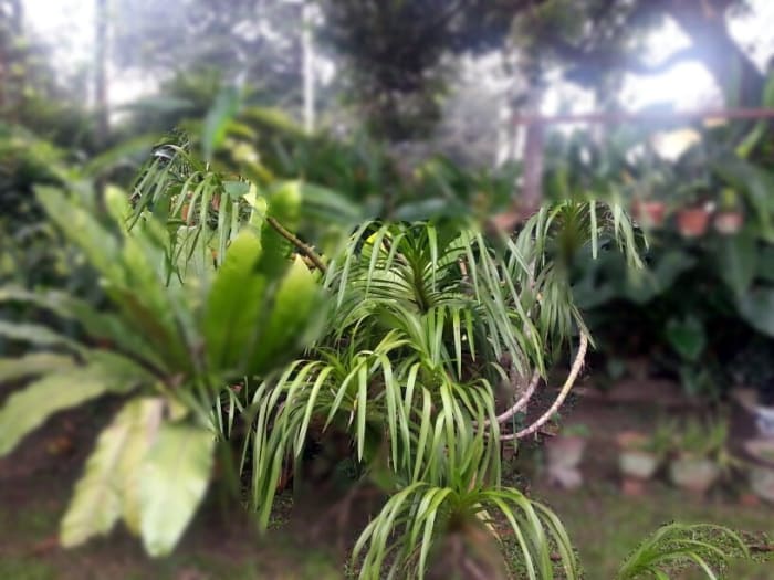 Tiger orchid has an erect as well as spreading long stems and is either leafless or leaf-bearing sheaths. This Tiger Orchid in my garden has spreading and drooping psuedobulbs. Does it resemble a sugar cane plant?