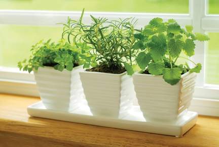No room to plant an herb garden? Plant your herbs in small containers for a kitchen window sill garden!