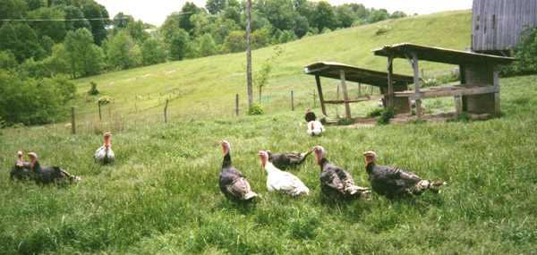 Learn to select the best turkey for your Thanksgiving dinner: size, organic or not, fresh or frozen, and more!