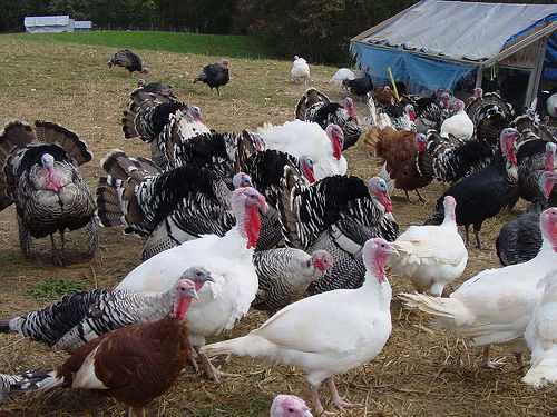 Pasture-raised turkeys foraging, pecking, and living the life on a small-scale farm. Note the portable enclosure in the background.