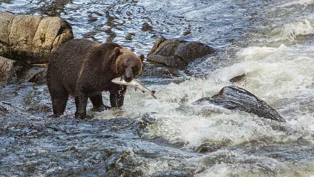 Bears know where the fish are running. You should too for a successful fishing trip with a string of results.