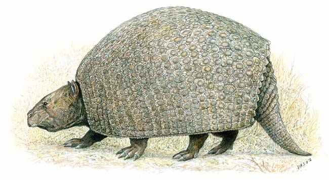 Parapropalaehoplophorus, one of the earliest and smallest known glyptodonts, as depicted by Velizar Simeonovski.