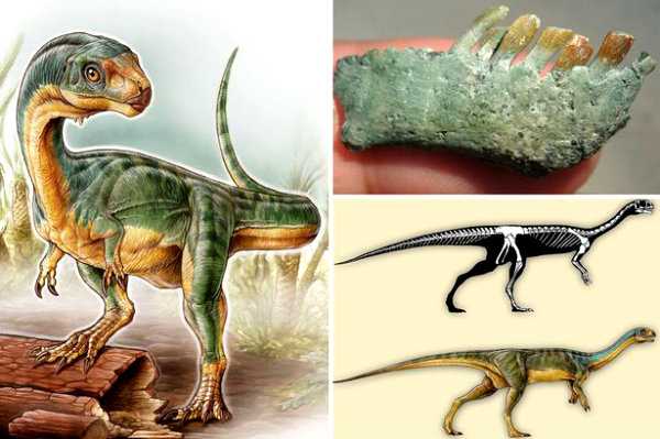 (Clockwise from top) Chilesaurus jaw, projected skeleton, and in the flesh, as depicted by Gabriel Lio.