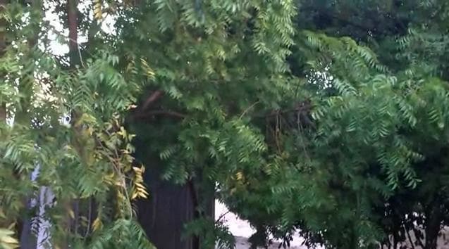 Neem Tree is known for its natural medicine and its leaves can be used in preventing chicken pox and preventing mosquitoes.
