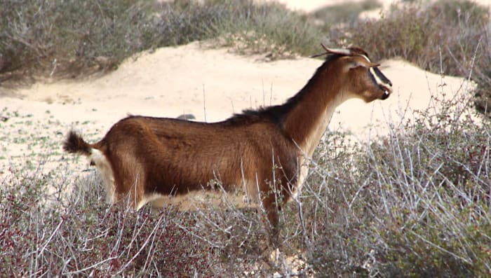 The principal livestock on the island are goats. They may be seen roaming on the hills, and I saw one goat farm at La Florida in Central Fuerteventura with more goats in residence than I've ever seen in my life before (hundreds!)