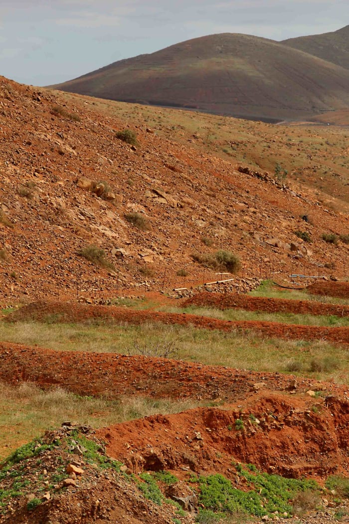 The countryside in Central Fuerteventura. Note the natural wind breaks on the agricultural land in the foreground