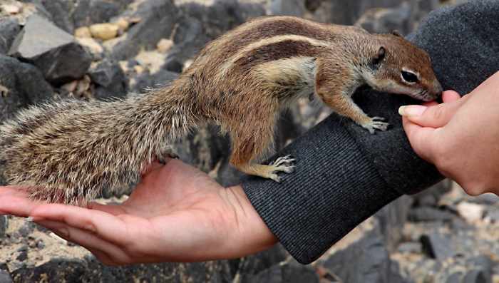 Barbary Ground Squirrels will come as close as your fingertips - and then a little bit closer