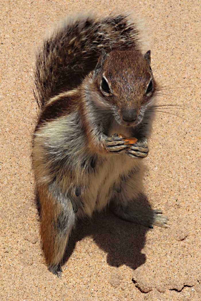 One of the squirrels attracted by the nuts I bought at a local resort grocery store