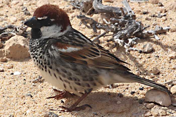 Just a sparrow? Not the universally common House Sparrow but the prettier local species, unimaginatively called the Spanish Sparrow