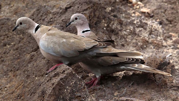 The tamest and most ubiquitous of birds on the Fuerteventuran coast is the Collared Dove, which can be hand fed here. Only the Barbary Squirrel below is more approachable
