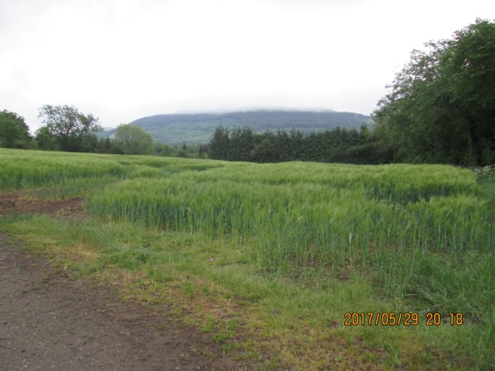 Above Stokesley, beyond Great Broughton, the Cleveland Hills range often magnificent, sometimes mean and moody as here with the mist curling around the tops on an early May evening