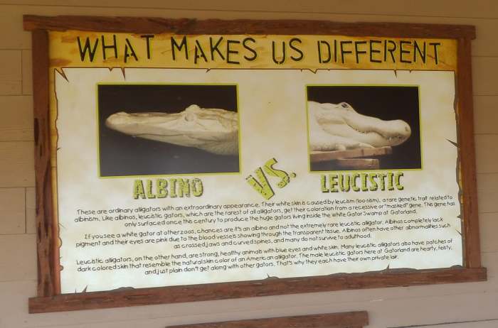 Since the sign may be hard to read in my photo, I'll include the information here. It says, "Leucistic alligators are strong, healthy animals with blue eyes and white skin."