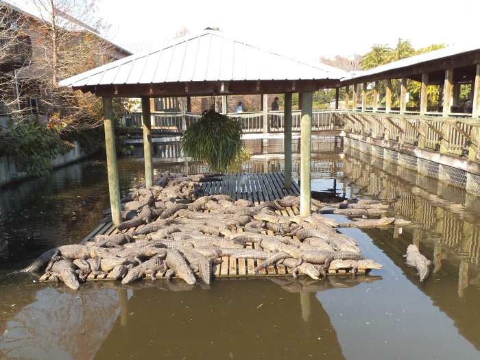These well-fed alligators lounge around snoozing most of the day or maybe take a slow swim. That's the nature of alligators.