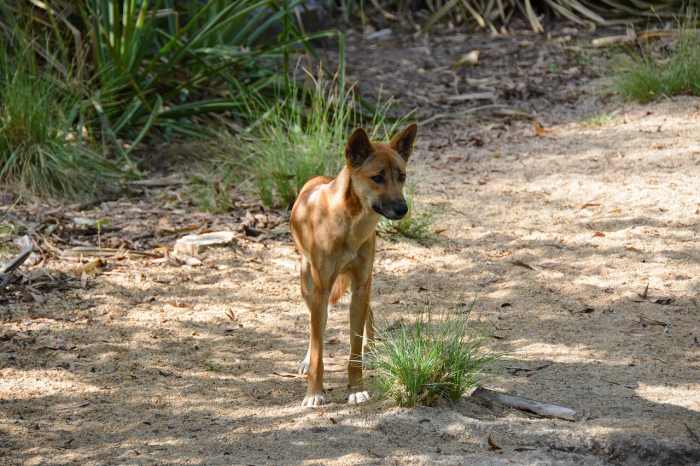 At the time of Azaria Chamberlain's death, many Australians didn't believe dingoes posed a serious threat to humans