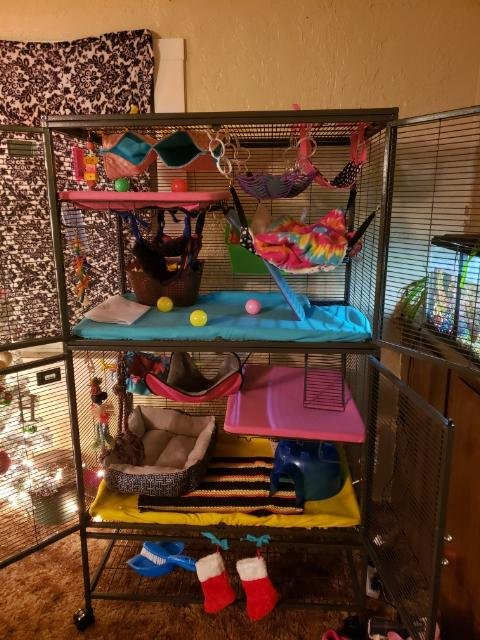 This is my double critter nation cage. The bar spacing is 1/2 inch, the levels are all smooth plastic, and it is really secure. This is definitely the nicest cage I have ever had and it would be a great cage for new rat owners.