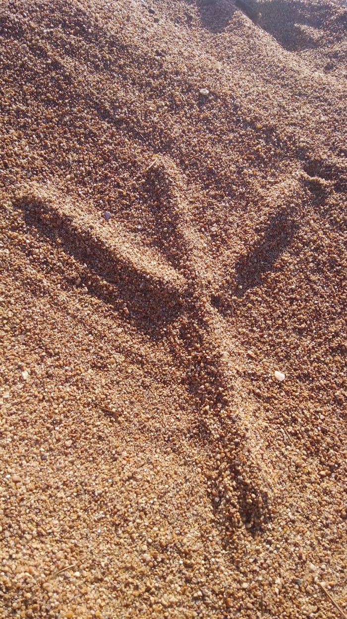 Algiz / Elhaz of the Elder Futhark. This rune is also present in the Old European (Vinča) rune system.