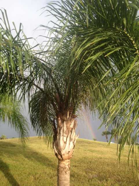 Palm Trees and Rainbows - How does the song go? I can see clearly now, the rain is gone! WoW!