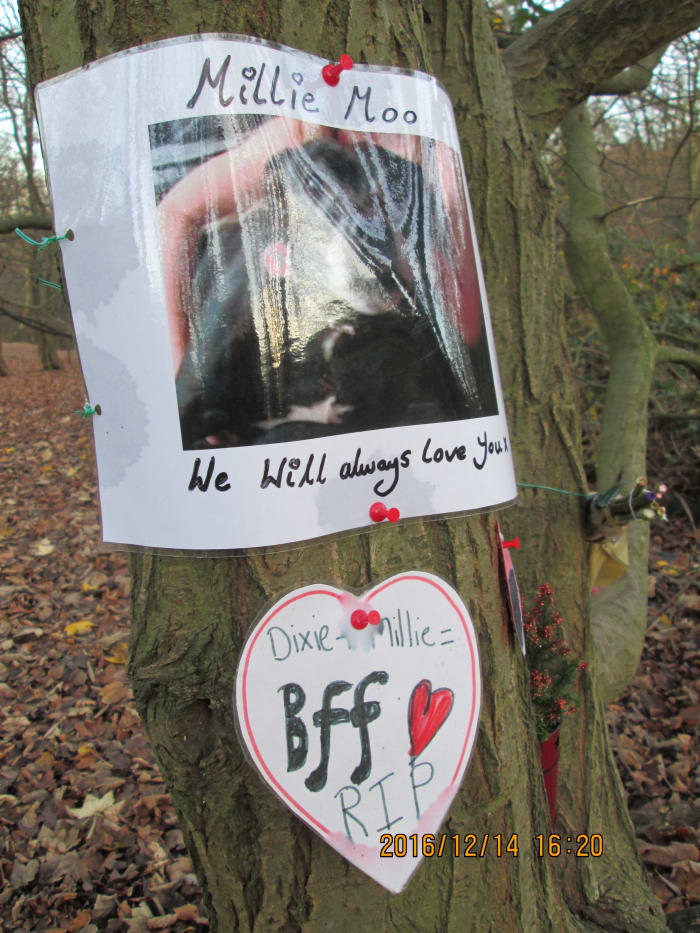 Touching tribute to the family pet attached to a tree - glossy paper caught the light, but the animal was a 'Staffy' (Staffordshire terrier).
